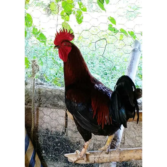 Gallos Padrotes Criollos Finos