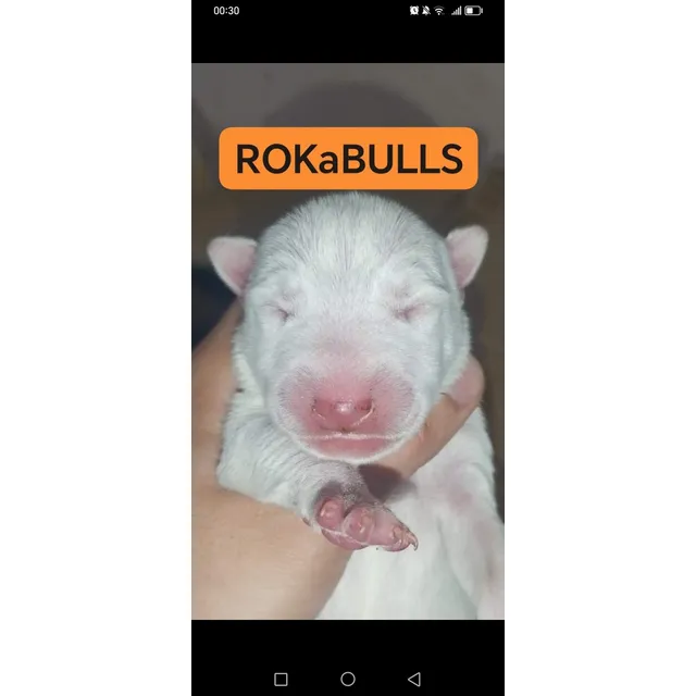 Bullterrier Ingles