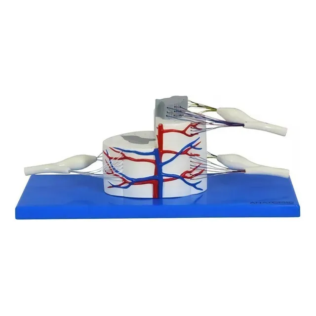 Modelo Anatômico Medula Espinhal Ampliada Anatomic
