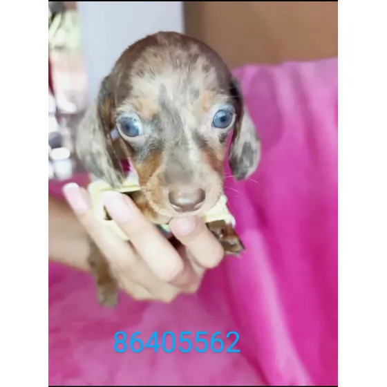 Perritos Salchichas Mini Para Reservar 