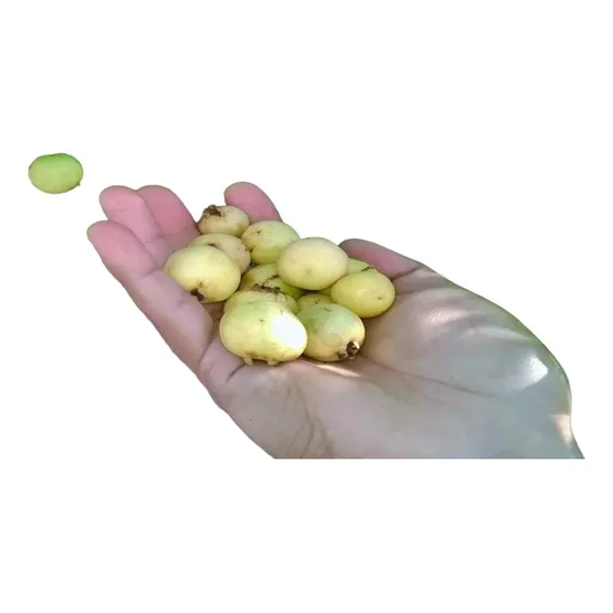 Arbolito Frutal Arrayan Sartre Guayaba  Psidium Sartorian