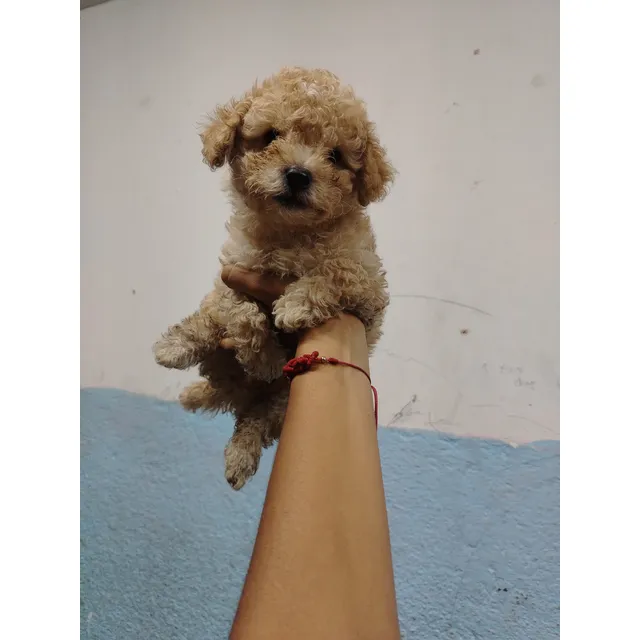 Cachorros Poodle Mini Toys Buena Genética Leer Descripción