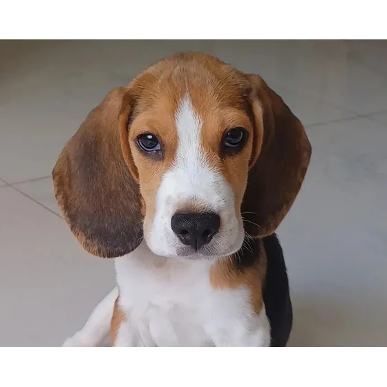 Cachorro Filhote Beagle Todo Vacinado E Com Tudo Acompanhado