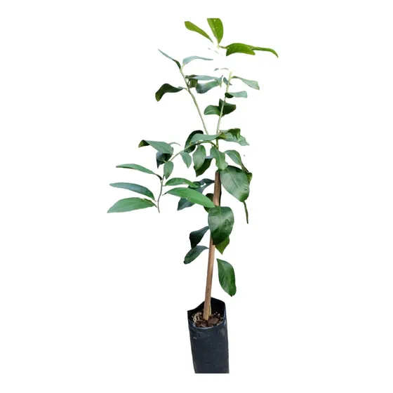 Arbol Naranjo Naranjero+tierra Abo Gratis Envio Gratis Mvd