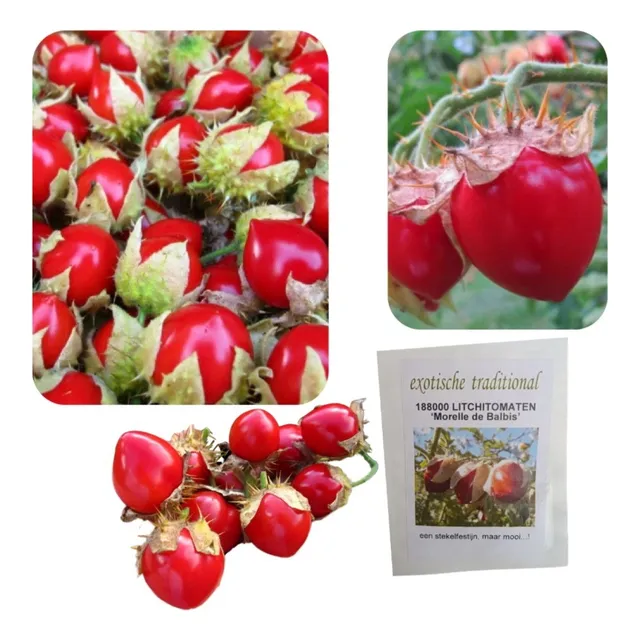 Semillas De Tomate Litchi Lichi Tomat