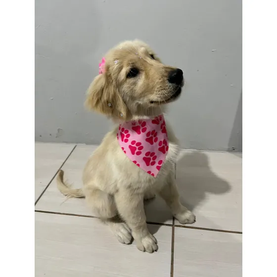 Vendo Golden Filhote