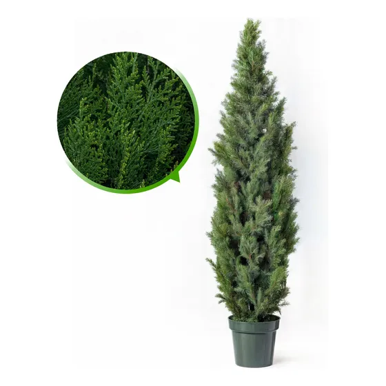 Plantas Ornamentales De Pino Ciprés Natural