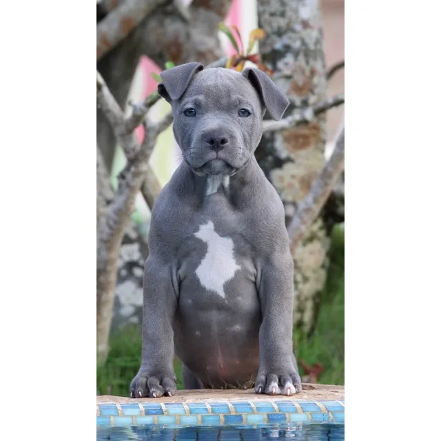 Cachorros Pitbull