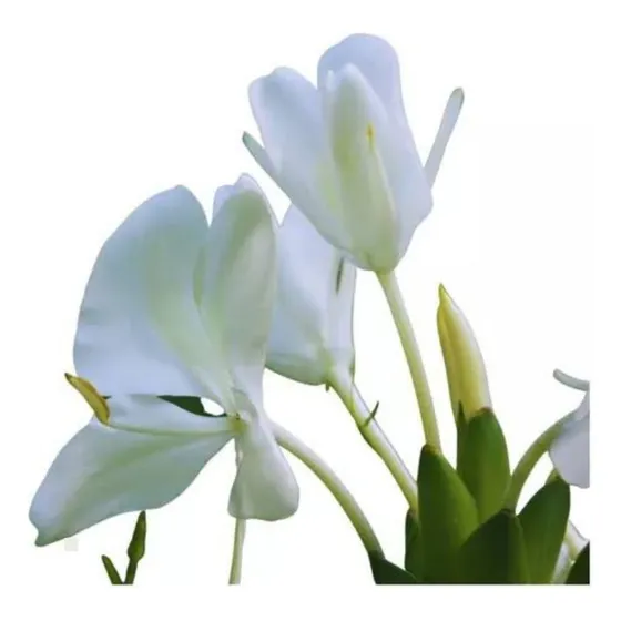 6 Mudas Lírio Do Brejo - Perfumado - Graúdos 30cm A 50cm 