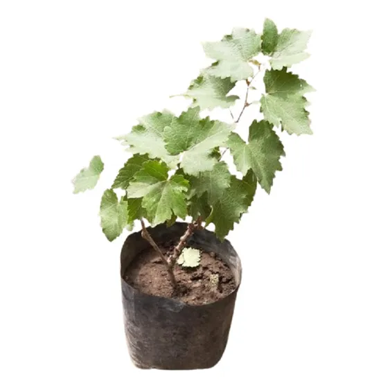 Uva Enano Leer Descripcion Antes