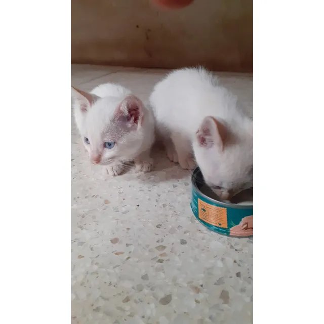 Gatito Siames Red Point Blanco Y  Ojos Azules.de 1 Mes. Bb.