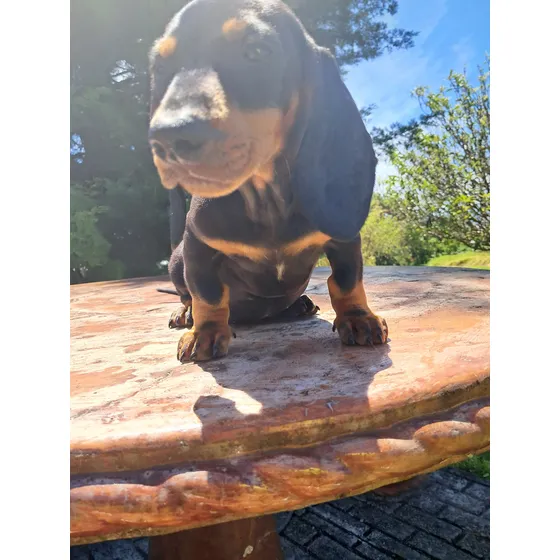 Cachorros Salchicha