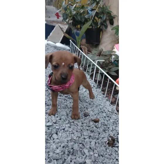 Pinscher Fêmea Padrao Até 2,0 Kg