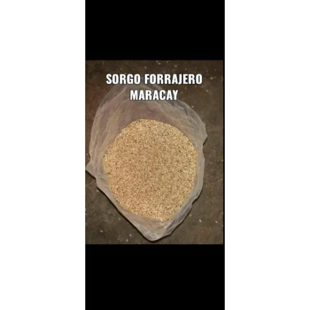 Semilla Sorgo Y Maiz