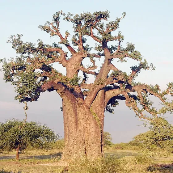 Yegaol Semillas De Baobab Arbol De De Tolerante A La Sequia