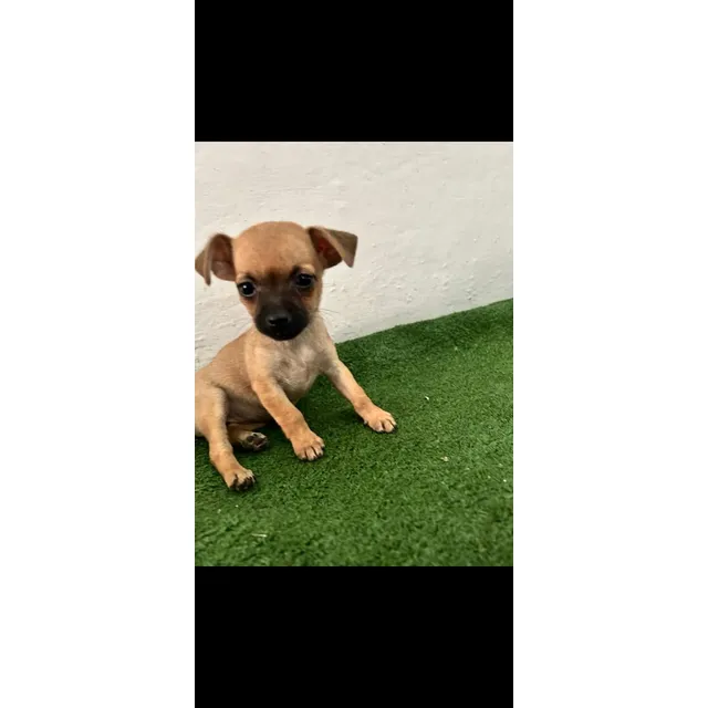 Cachorros Chihuahua