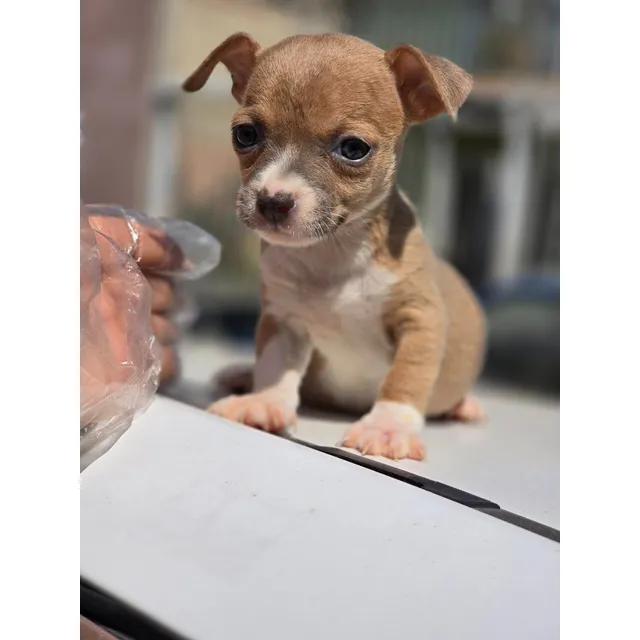 Chihuahua Mini