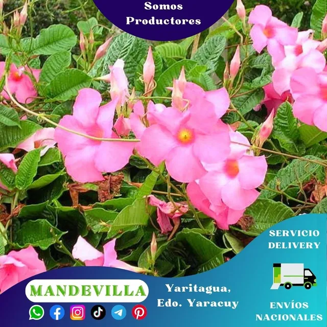 Planta De Mandevilla Rosada (dipladenia O Jazmín Chileno)