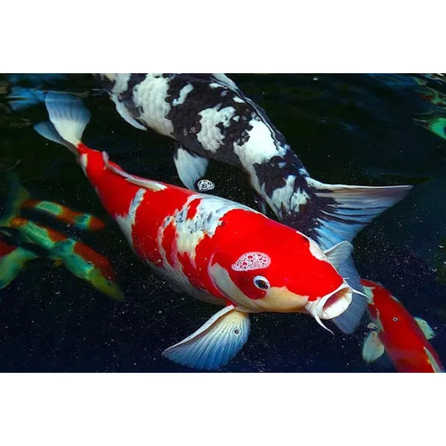 Pez Koi, Varios Colores