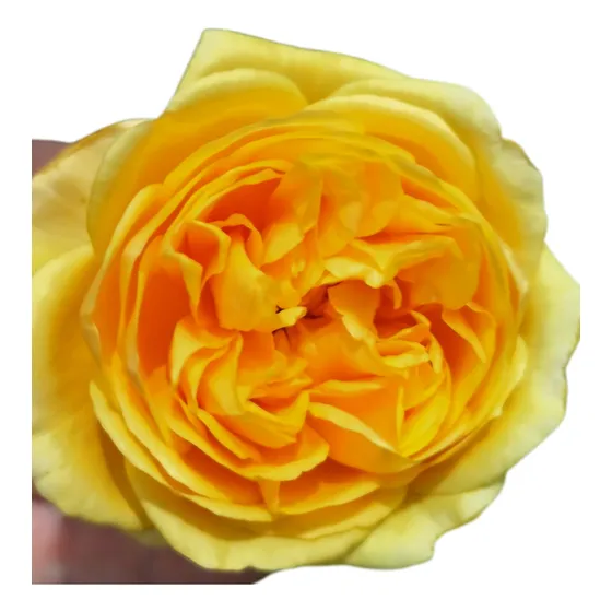 Rosales Ingléses Trepadores 