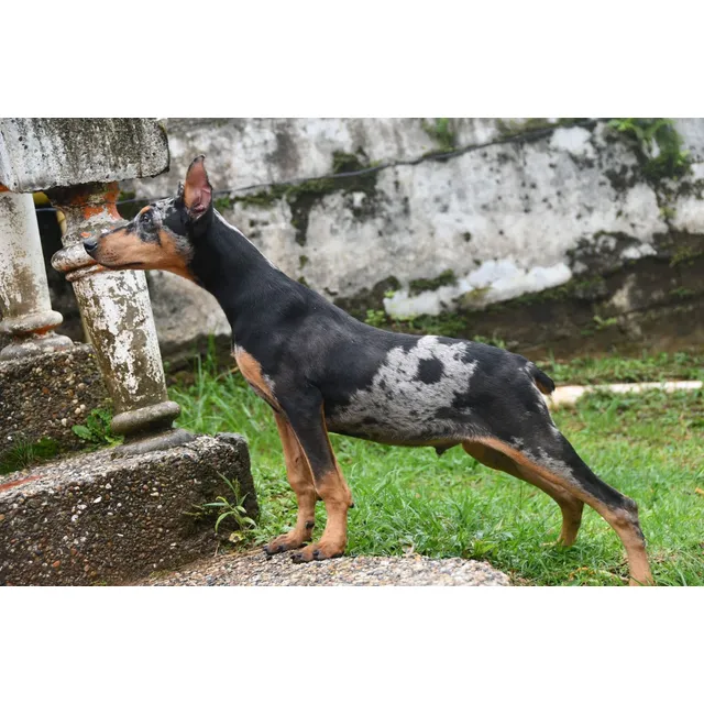 Hermoso Cachorro Doberman Merle Exotic Perro Disponible 