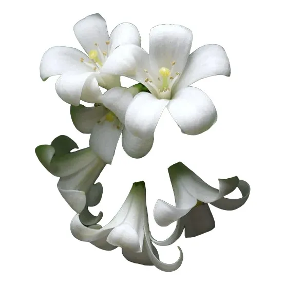 Arbol Limonaria Murraya Paniculata, Pregunte Costo De Envio
