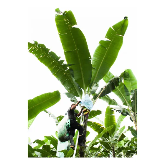 Bananeros, Plantas De Bananas