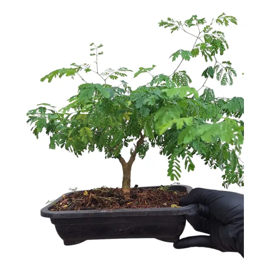 Bonsai De Piteco-pithecellobium Tortum!!!
