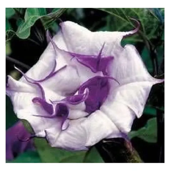 1 Planta De Trompeta Del Diablo Datura Metel Fastuosa :)