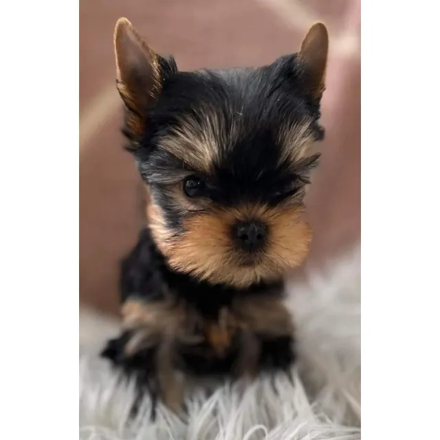 Yorkshire Terrier. Minis. Super Pequeños. Puros!