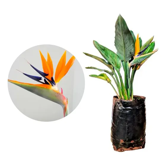 Linda Muda De Strelitzia - Ave Do Paraiso