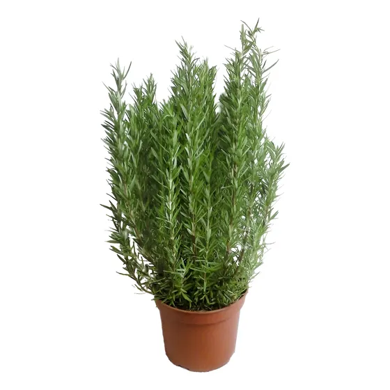 Planta De Romero Cocina Aromatica En 3 Lts Grande