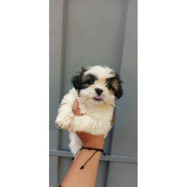 Cachorrito Shihtzu Puro Macho