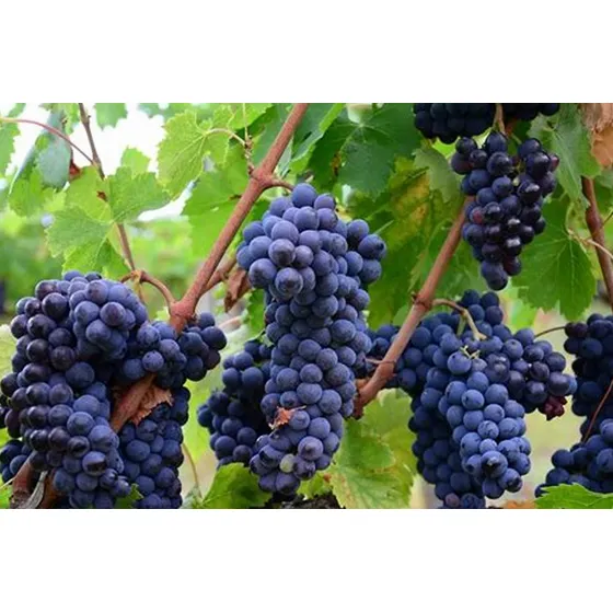 Uva Moscatel  Alta Producción ( Injerto )