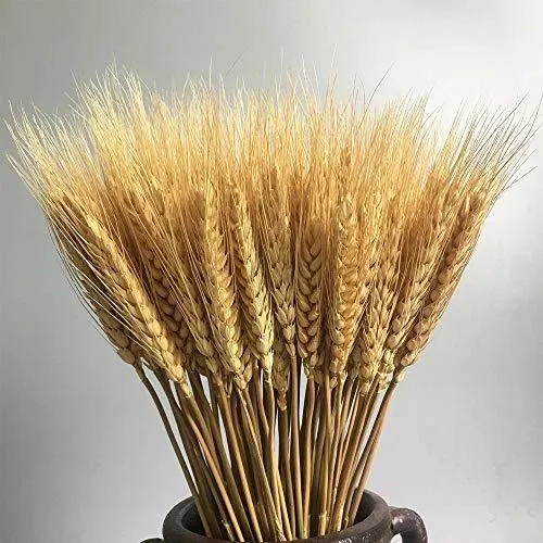 100 Tallos Tallos De Trigo Secos, Espigas Naturales De Trigo