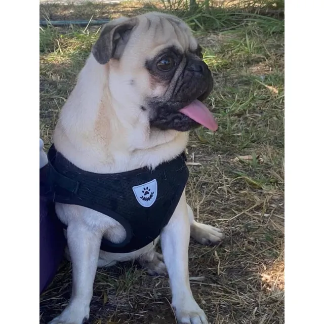 Pug Carlino Para Monta Padres Puros Con Pedigree