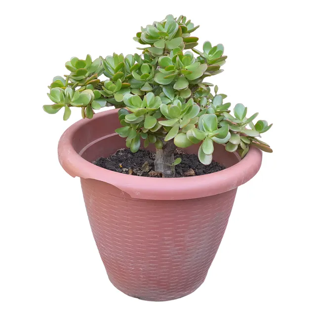 Jade Suculenta, 30 Cm, Maceta Incluida