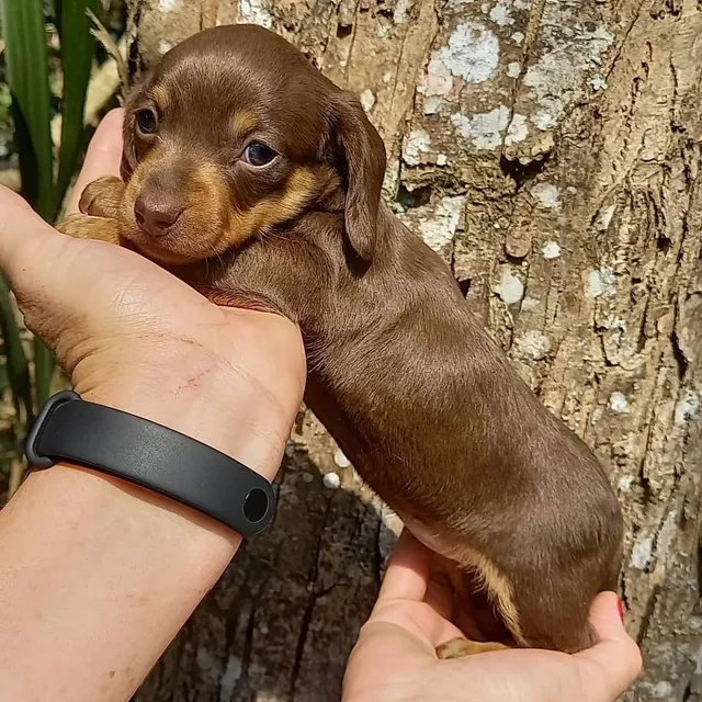 Cachorro Teckel O Salchicha Hembra Café Clásica