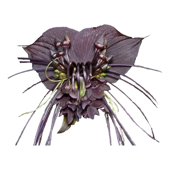 Muda De Orquídea Preta, Tacca Preta, Flor Morcego  1 Unidade