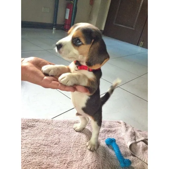 Beagle
