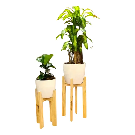 Ficus Pandurata  Y Palo De Agua En Maceta Premium Y Pie Nórd