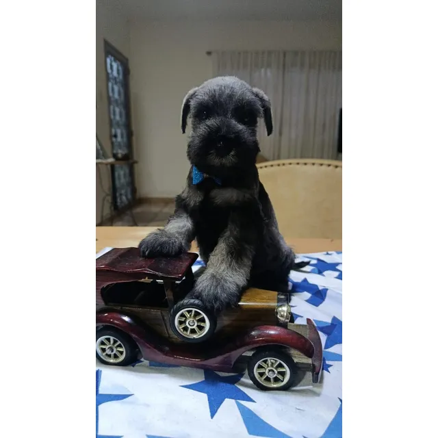Cachorro Schnauzer Hembra Y Macho