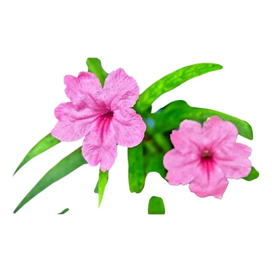 Petunia Mexicana - (arbusto) Plantines 20 Cm Altura