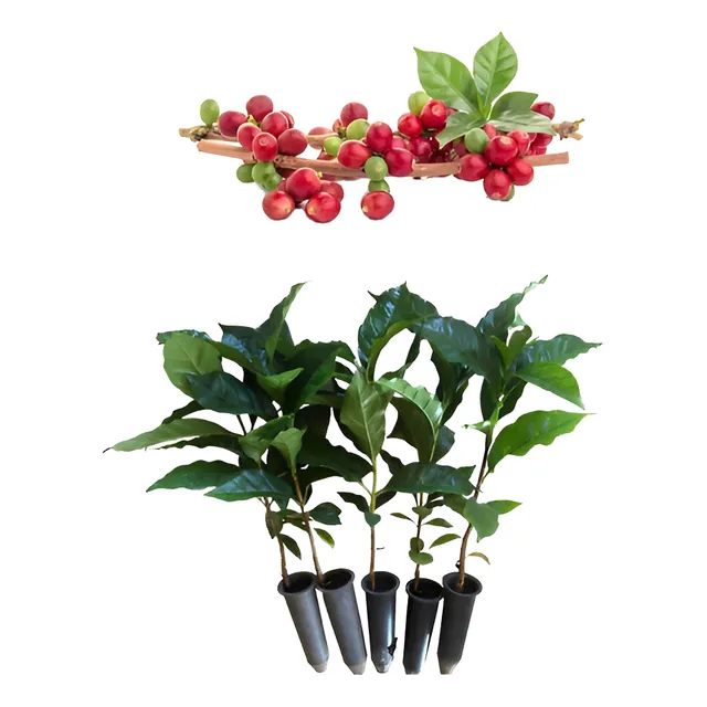 Café Arábica - Kit Com 10 Mudas - Prontas Para O Plantio