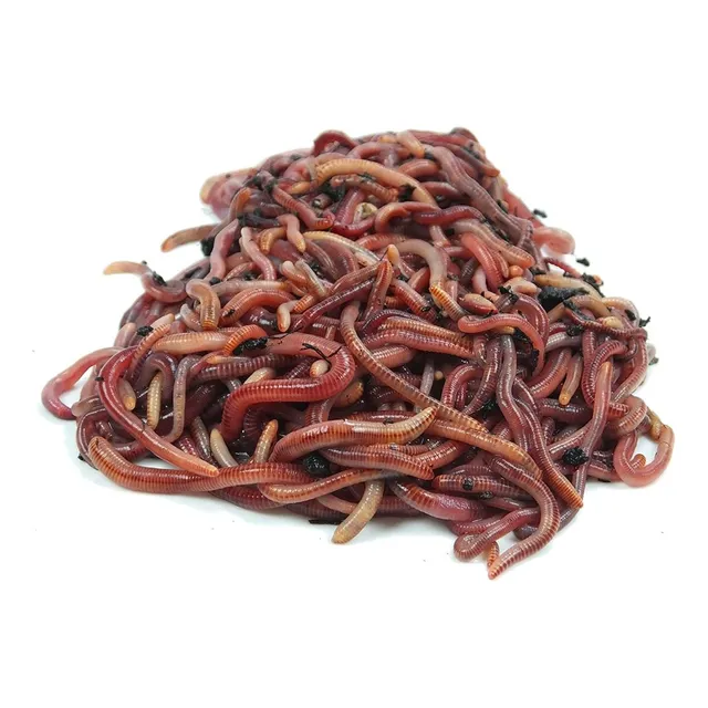 Lombrices Rojas Californianas - Envío Gratis