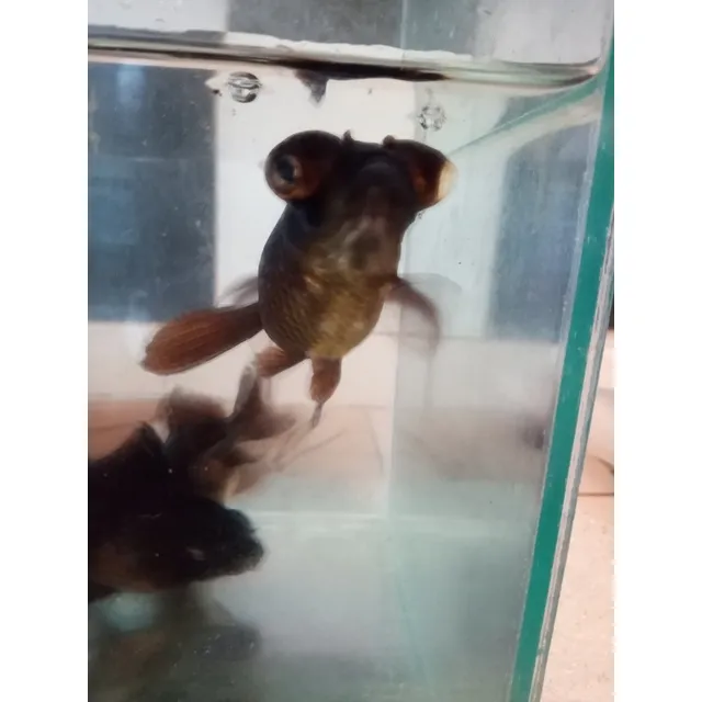 Telescopicos Negros 5 Cm Peces Agua Fria Carassius Peceras 