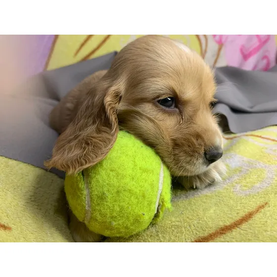 Cachorra Cocker Hembra Dorada De 2 Meses Con Pedigree