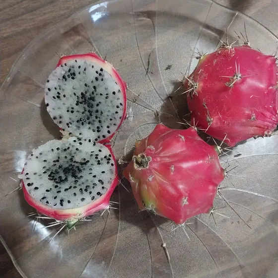 30 Semillas De Harrisia Pomanensis, Pitaya Nativa
