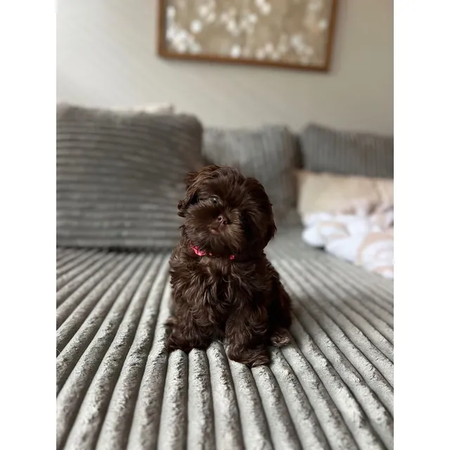 Cachorros Shih Tzu Chocolate Perros Shitzu Medellín Bogotá