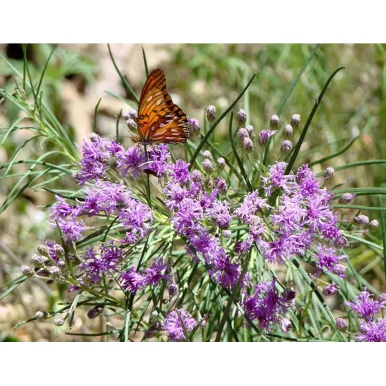 30 Semillas De Vernonia Nudiflora, Planta Nativa